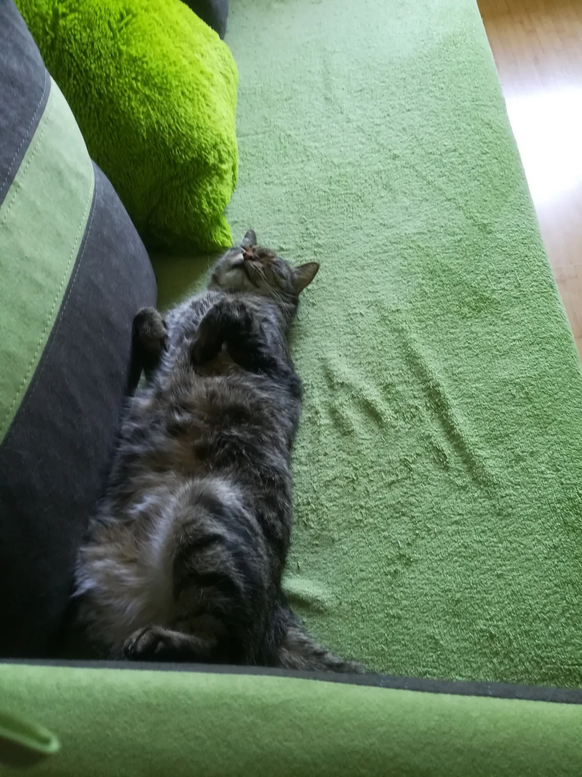 Merlin 3
